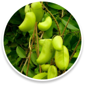 how to get rid of abdominal fat quickly